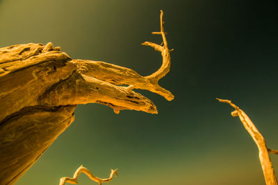 Close-up of lizard