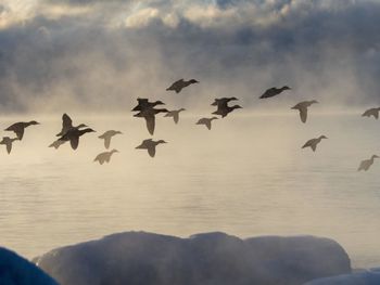 Flock of birds flying against sky