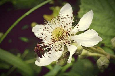 Close-up of white flowers