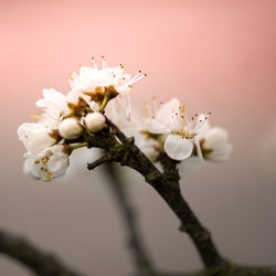 Close-up of white flowers on tree