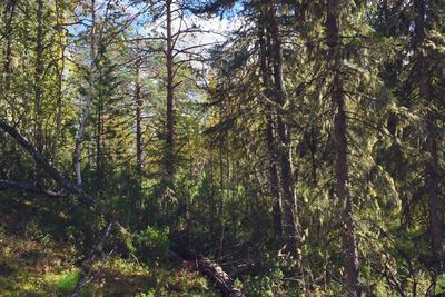 Trees in forest