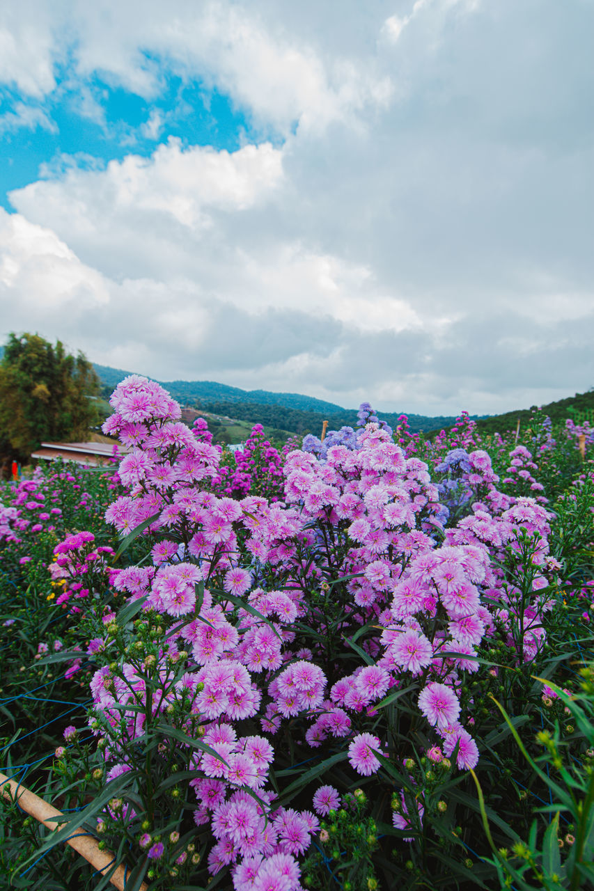 PINK FLOWERING PLANTS AGAINST SKY