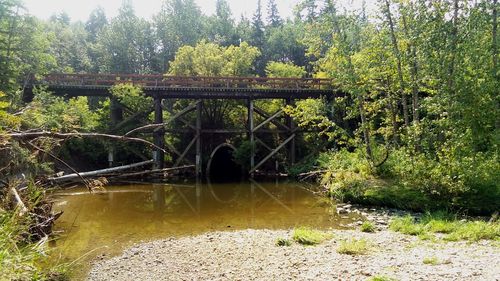 Bridge over river against trees