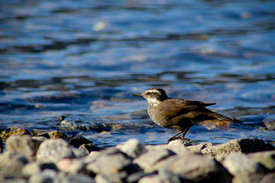 Close-up of bird perching on shore