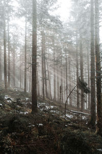 Pine trees in forest