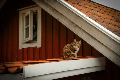 Portrait of cat sitting by window of building