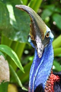 Close up of plant against blurred background