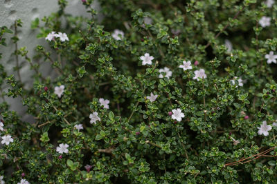 Close-up of white flowering plants
