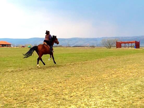 horse, domestic animals, animal themes, mammal, livestock, field, working animal, full length, landscape, one animal, grass, sky, herbivorous, standing, side view, two animals, nature, horseback riding, grassy, cow