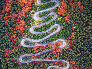 High angle view of berries on plants