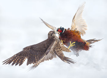 Peregrine falcon and pheasant fighting in the snow