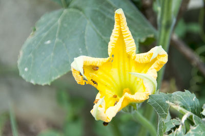 Close-up of insect on yellow flower