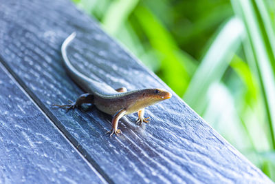 Close-up of a lizard on wood