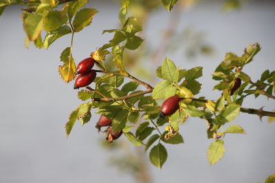 Close-up of berries on tree