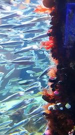 Close-up of fish swimming in sea