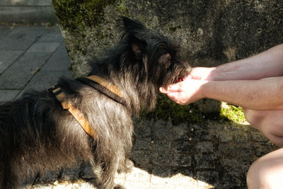 Dog drinking water from hands