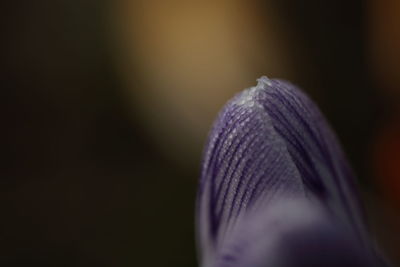 Close-up of crocus