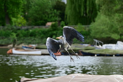 Close-up of bird in lake