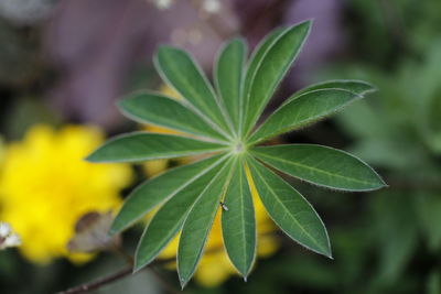 Close-up of green leaves