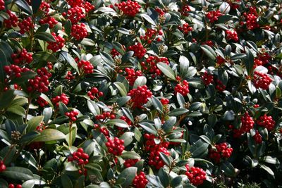 Full frame of red flowers on tree