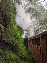 Train passing through forest