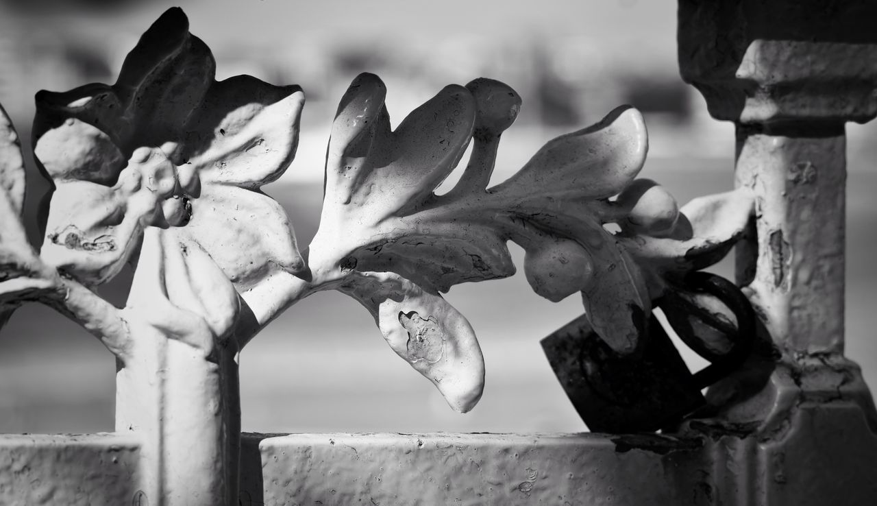 CLOSE-UP OF WILTED FLOWER PLANT AGAINST SKY