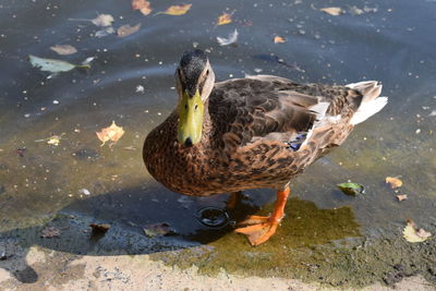 High angle view of mallard duck swimming on lake