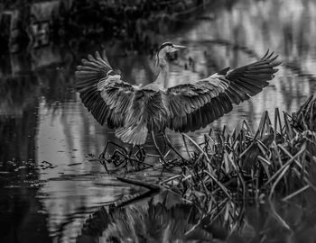 Close-up of birds in lake