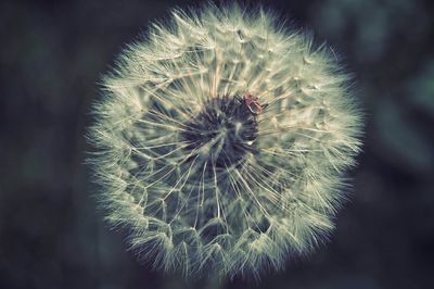 Close-up of dandelion flower