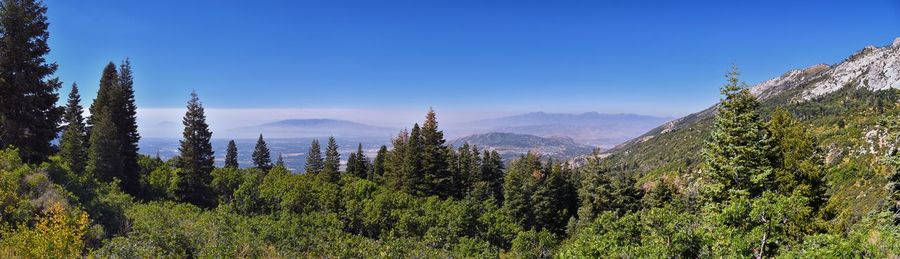 Panoramic view of pine trees against sky