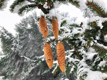 Close-up of snow covered pine tree