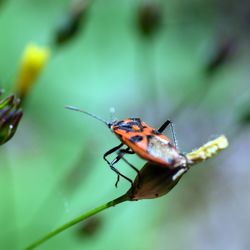 Close-up of bug on bud