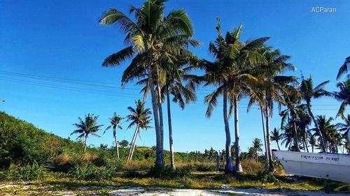 Palm trees against clear blue sky