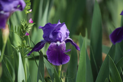 Close-up of purple iris flower