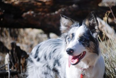 Close-up of dog