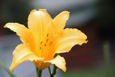 Close-up of yellow day lily