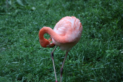 Close-up of flamingo perching on grassy field