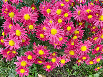 High angle view of pink flowering plants