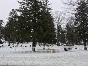 Trees on snow covered landscape