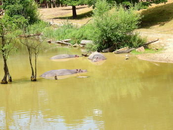 View of birds in lake