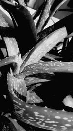 Close-up of raindrops on plant