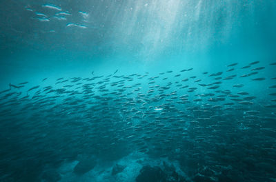 Flock of fish swimming in sea