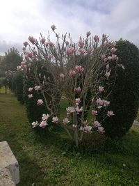 Flowers blooming on field against sky