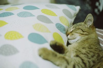 Close-up of cat sleeping on bed