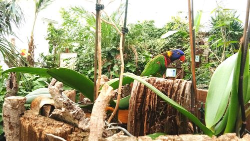 People working by plants in farm