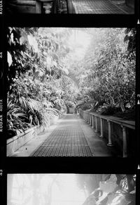 Footpath amidst trees seen through glass