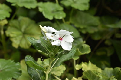 Close-up of white flowering plant