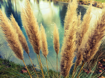 Close-up of wet plants against sky