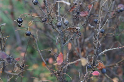 Close-up of berries growing on tree