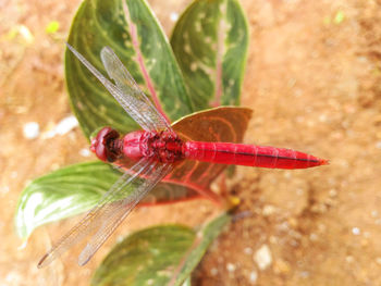 Close-up of dragonfly on leaf